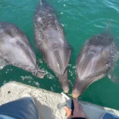 トレーニング前に3頭集まるイルカ達🐬1頭だけマークを間違えちゃってるイルカさんがいます💦
