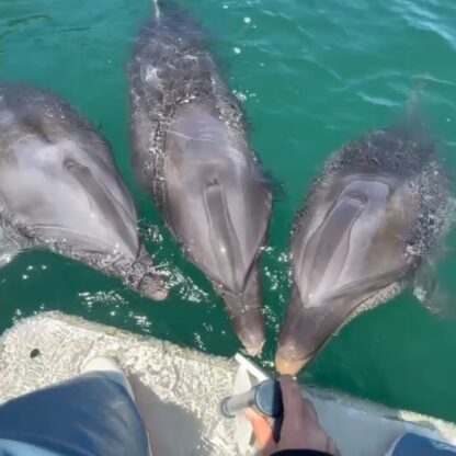 トレーニング前に3頭集まるイルカ達🐬1頭だけマークを間違えちゃってるイルカさんがいます💦
