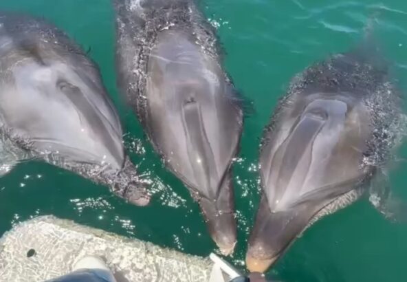 トレーニング前に3頭集まるイルカ達🐬1頭だけマークを間違えちゃってるイルカさんがいます💦