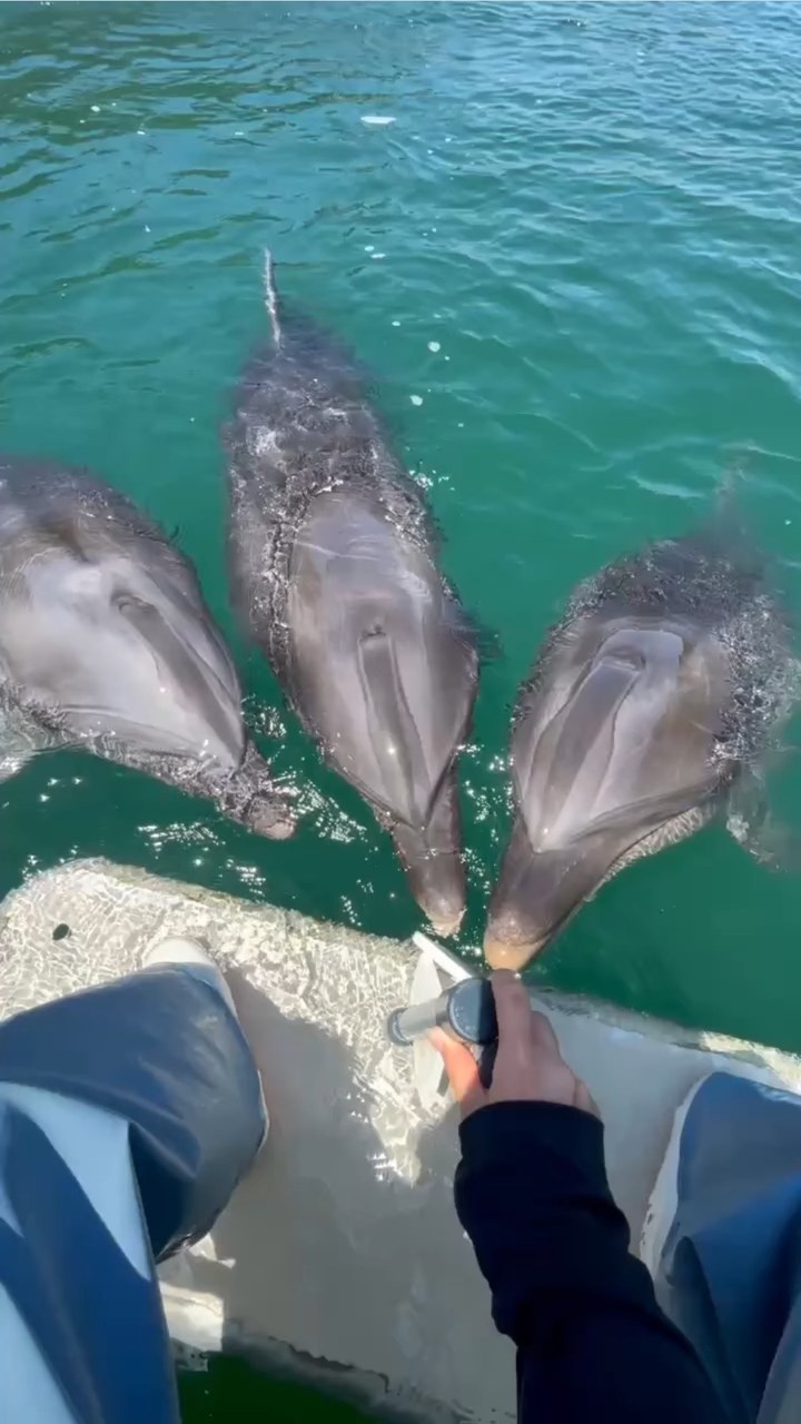 トレーニング前に3頭集まるイルカ達🐬1頭だけマークを間違えちゃってるイルカさんがいます💦