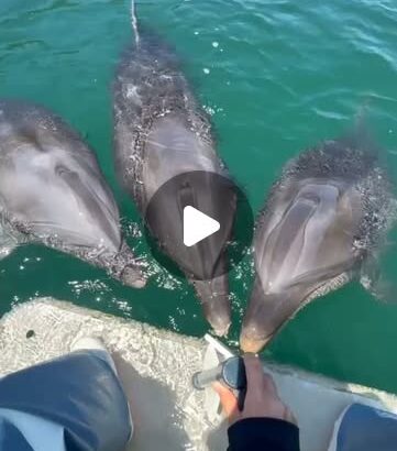 トレーニング前に3頭集まるイルカ達🐬1頭だけマークを間違えちゃってるイルカさんがいます💦