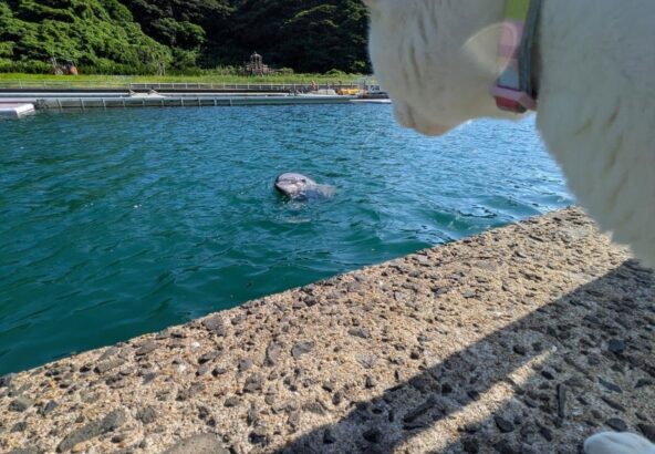 ビビを見つめるポコ🐱