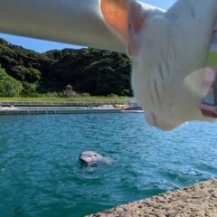 ビビを見つめるポコ🐱