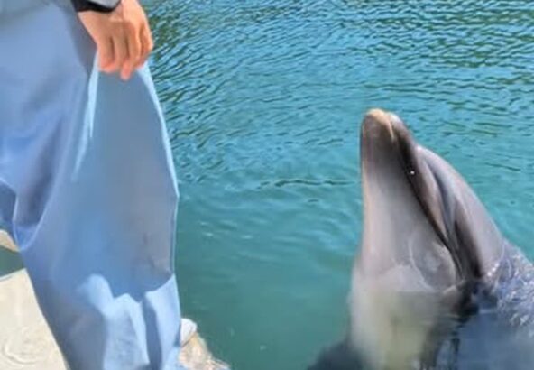 パルくん水中の中でうなずきができるようになりました✨️