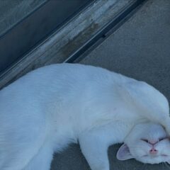 独特な寝方のポコさん🐈口も開いてますよ〜👄笑