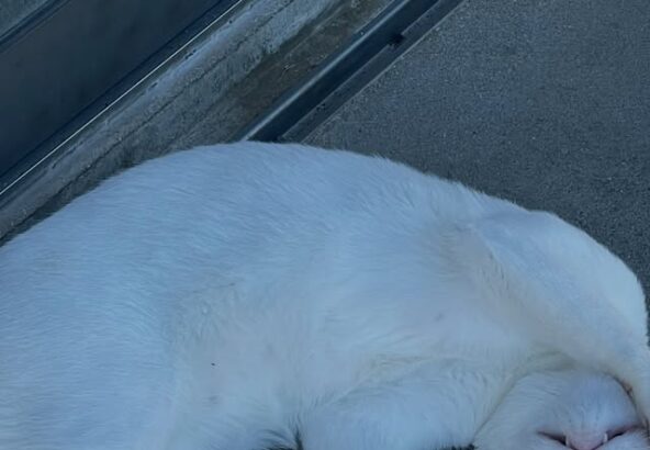 独特な寝方のポコさん🐈口も開いてますよ〜👄笑