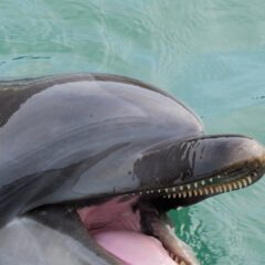 大きくお口を開けているこの子、誰かわかりますか？🐬イルカ達、よく見ると歯がたくさん生えていて、約80〜100本の鋭い歯が生えています🦷