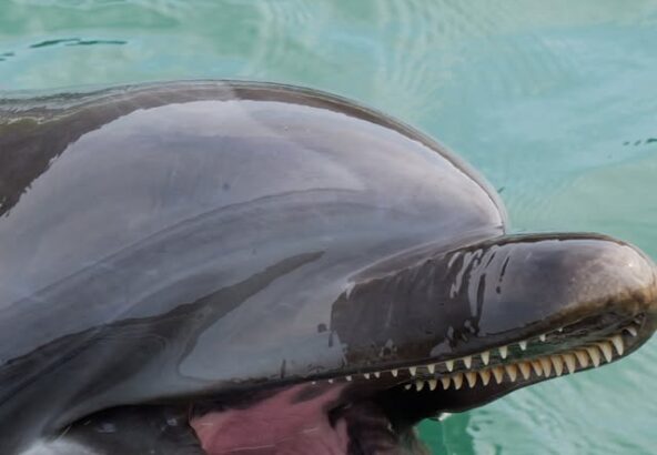 大きくお口を開けているこの子、誰かわかりますか？🐬イルカ達、よく見ると歯がたくさん生えていて、約80〜100本の鋭い歯が生えています🦷
