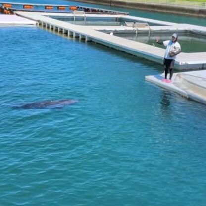 あずきちゃんにアピールをするが振られるトレーナー🐬