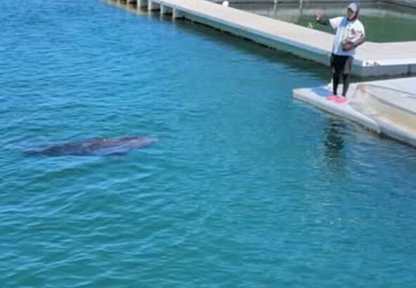 あずきちゃんにアピールをするが振られるトレーナー🐬