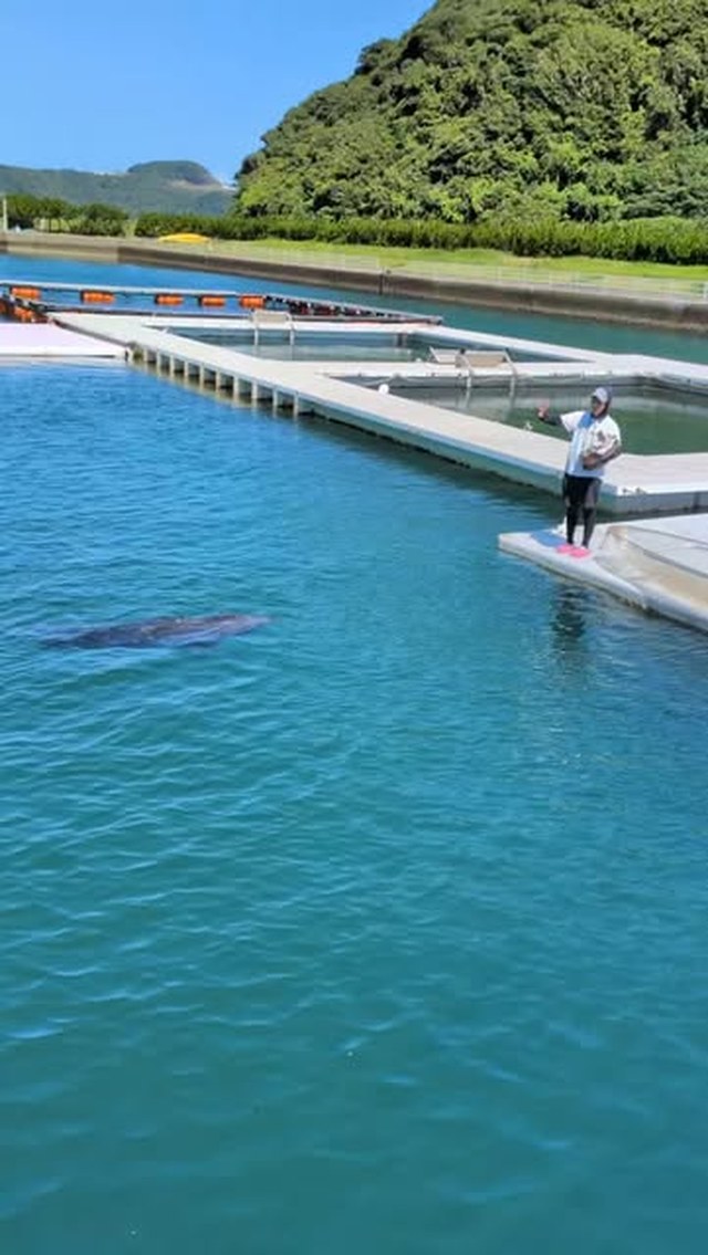 あずきちゃんにアピールをするが振られるトレーナー🐬