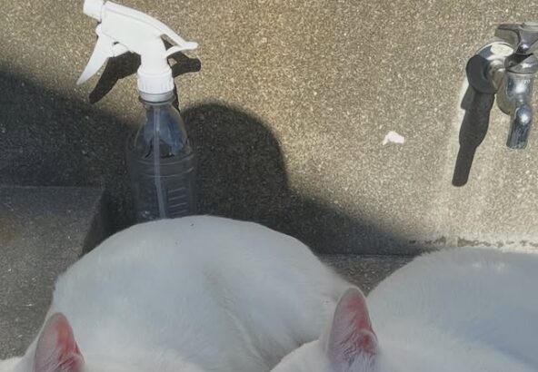 あまりにも似すぎているポム(左)とポコ(右)🐈やっぱり兄弟ですね🫧