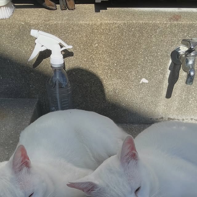 あまりにも似すぎているポム(左)とポコ(右)🐈やっぱり兄弟ですね🫧