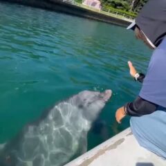 トレーニング終わりにビビちゃんと遊ぶトレーナー🐬