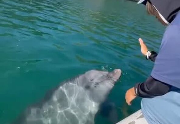 トレーニング終わりにビビちゃんと遊ぶトレーナー🐬