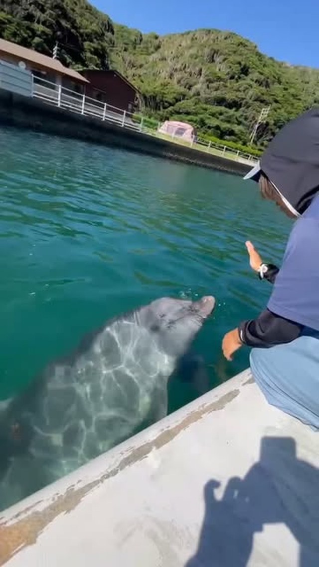 トレーニング終わりにビビちゃんと遊ぶトレーナー🐬