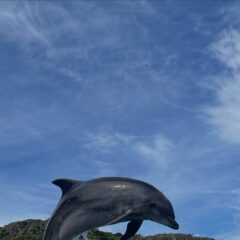 ビビちゃんのかっこいいジャンプ写真🐬いつも高いジャンプを飛んでくれます✨みなさんもぜひ、かっこいいビビちゃんをカメラに収めてくださいね📷
