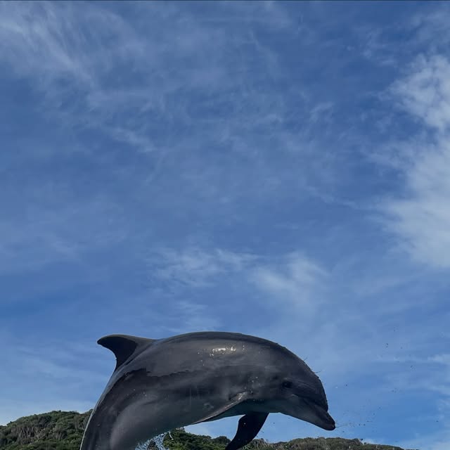 ビビちゃんのかっこいいジャンプ写真🐬いつも高いジャンプを飛んでくれます✨みなさんもぜひ、かっこいいビビちゃんをカメラに収めてくださいね📷