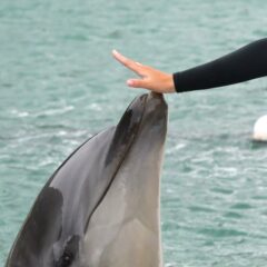 とっても風が強い1日でしたがイルカ達は風に負けないくらい元気いっぱいです💪✨本日はびよーんと伸びあがってくるパルくんです🐬