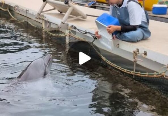 食いしん坊のビビちゃん🐟️お魚まだ入ってないかな～？とちゃんと中も確認しています😆