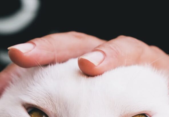 撫でられ中のポコ🐈お顔がまんまるですね⚪️