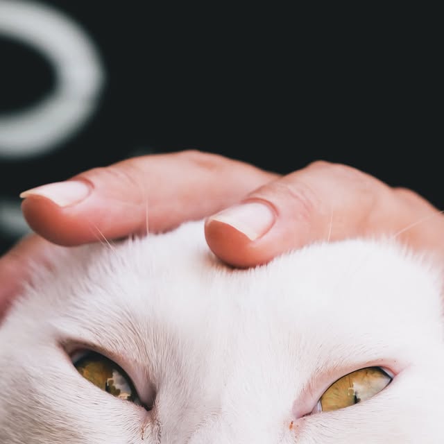 撫でられ中のポコ🐈お顔がまんまるですね⚪️
