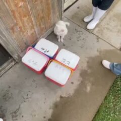 トレーナーの話に参加するシロ🐾