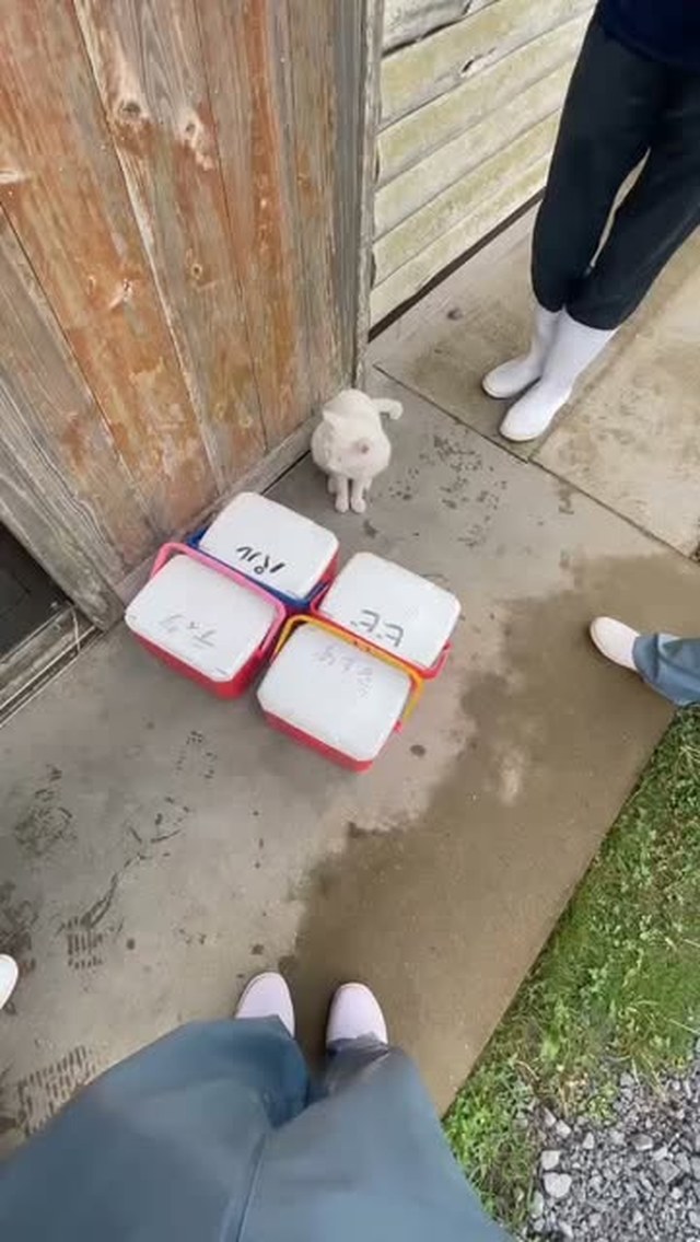 トレーナーの話に参加するシロ🐾