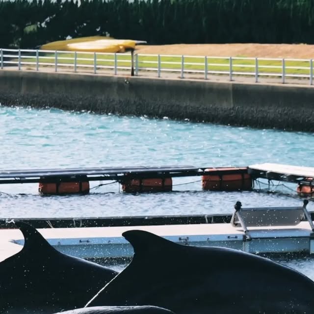 4頭でのジャンプ✨️
