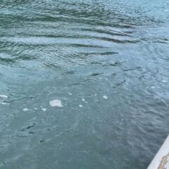 ドヤ顔で帰ってきてティダちゃんの魚を狙うビビちゃん😅