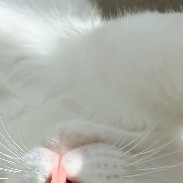 自撮り風ポム📸