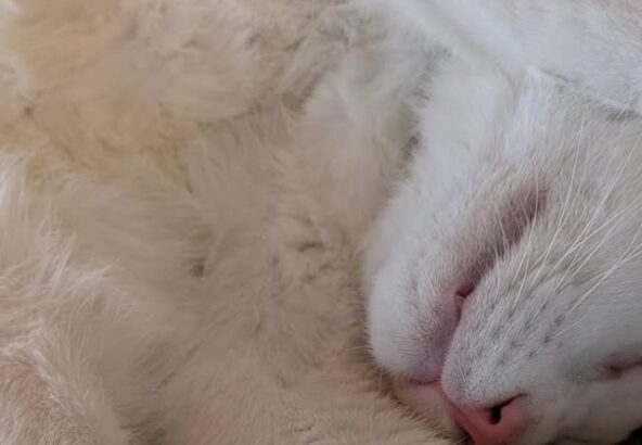 独特な寝方がをしているポコ🐾