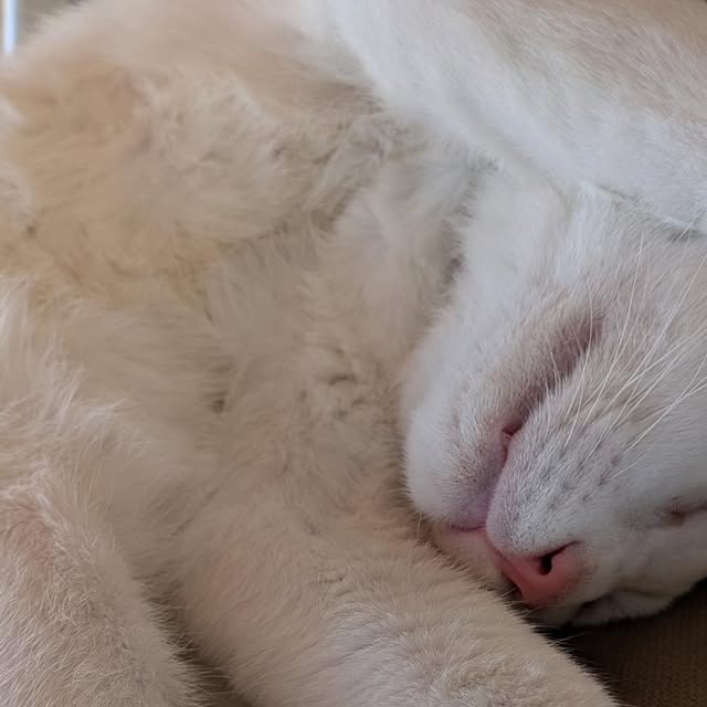 独特な寝方がをしているポコ🐾