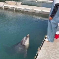 パルくんまねっこのイヤイヤができるようになりました✨️
