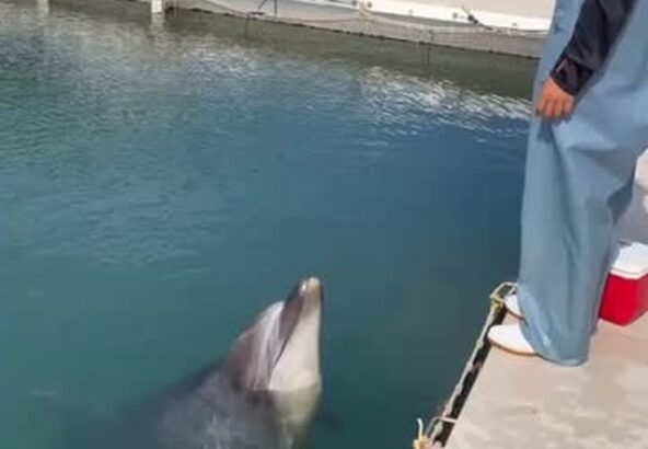 パルくんまねっこのイヤイヤができるようになりました✨️