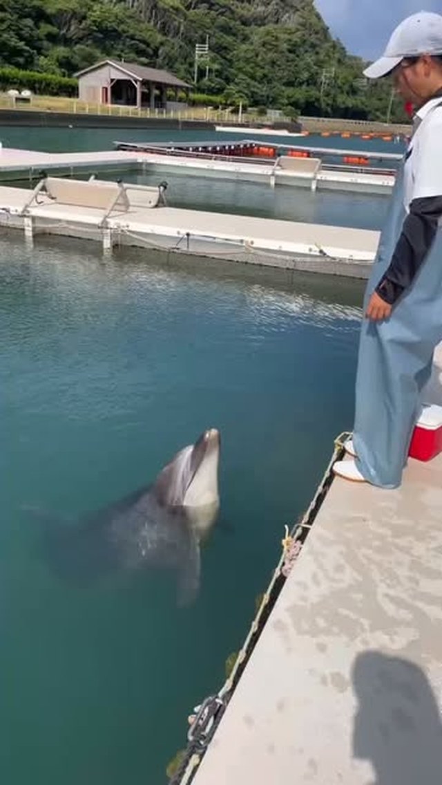 パルくんまねっこのイヤイヤができるようになりました✨️