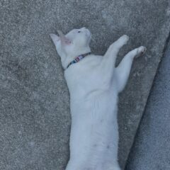 独特な寝方のポコさん🐈コンクリートは冷たいみたいです🧊
