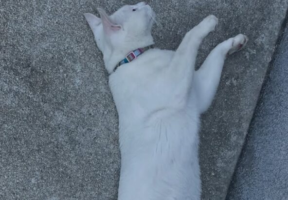 独特な寝方のポコさん🐈コンクリートは冷たいみたいです🧊