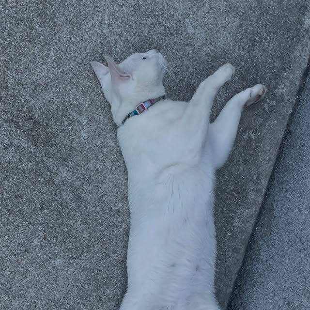 独特な寝方のポコさん🐈コンクリートは冷たいみたいです🧊