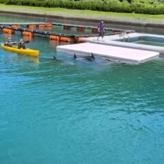 カヤックではより近くでイルカ達をみることができます👀運が良ければ4頭一緒に並んでくれるかもしれません✨️