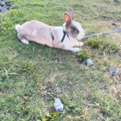 ゆきみ🐰先日、夕方の涼しい時間にお散歩してました〜🚶‍♀️