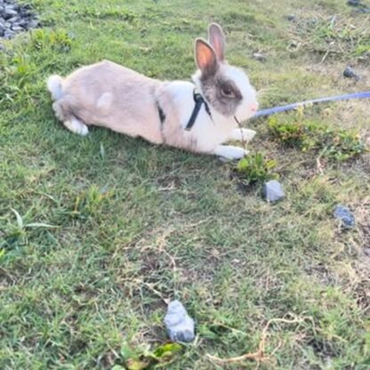ゆきみ🐰先日、夕方の涼しい時間にお散歩してました〜🚶‍♀️