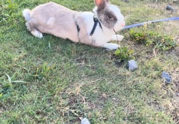 ゆきみ🐰先日、夕方の涼しい時間にお散歩してました〜🚶‍♀️