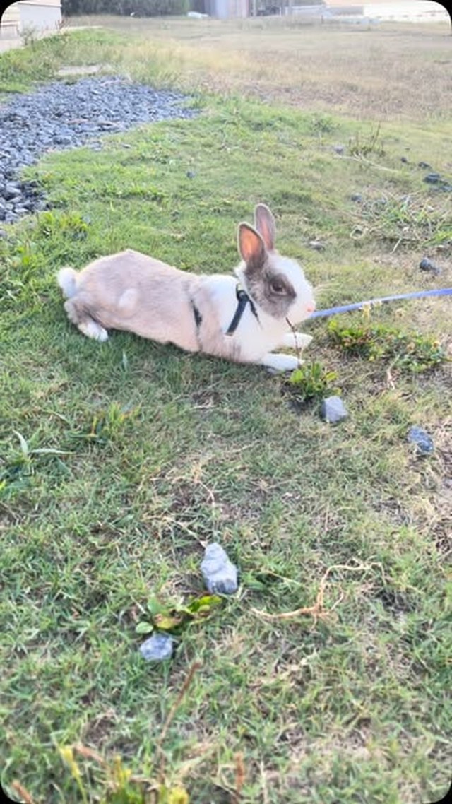ゆきみ🐰先日、夕方の涼しい時間にお散歩してました〜🚶‍♀️