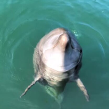 今日はあずきちゃんの鳴き声を紹介✨️