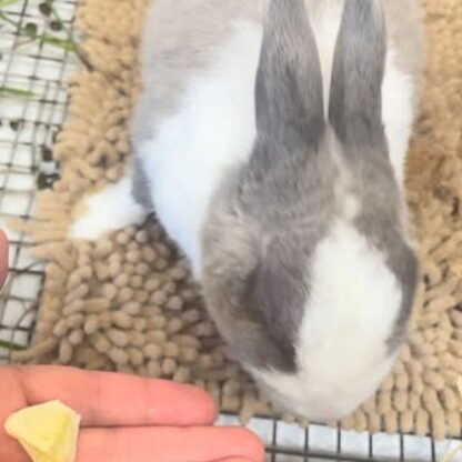 今日の動画はゆきみ🐰キャベツの固い部分が好きみたいです🥬