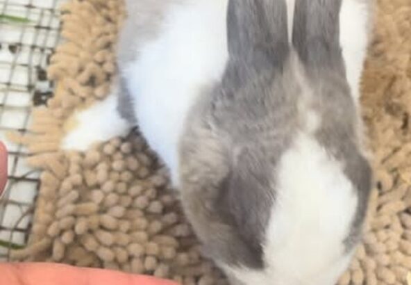 今日の動画はゆきみ🐰キャベツの固い部分が好きみたいです🥬