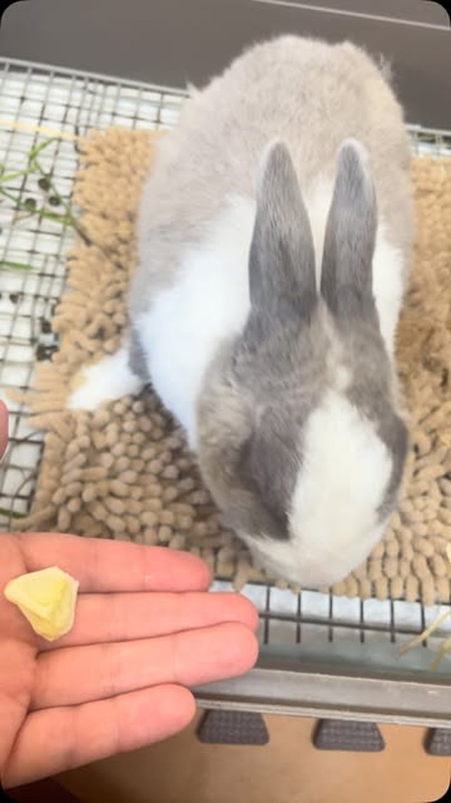 今日の動画はゆきみ🐰キャベツの固い部分が好きみたいです🥬