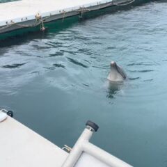 パルくんの水吹き💧ほんとは鳴かなくてもいい種目なのですが、、、パルくん、癖で鳴いちゃうみたいです😂可愛いですね💙