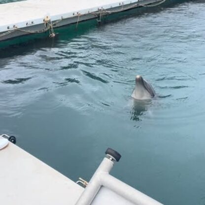 パルくんの水吹き💧ほんとは鳴かなくてもいい種目なのですが、、、パルくん、癖で鳴いちゃうみたいです😂可愛いですね💙